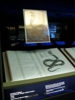  Cobra egípcia é parte da seção de história natural - Aurea Santos/ANBA